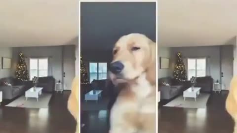 Dancing dog