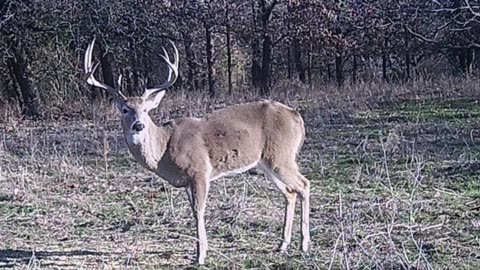3627 acres The Craft Ranch (2400 acres under high fence) For Sale, Duncan OK Game pictures