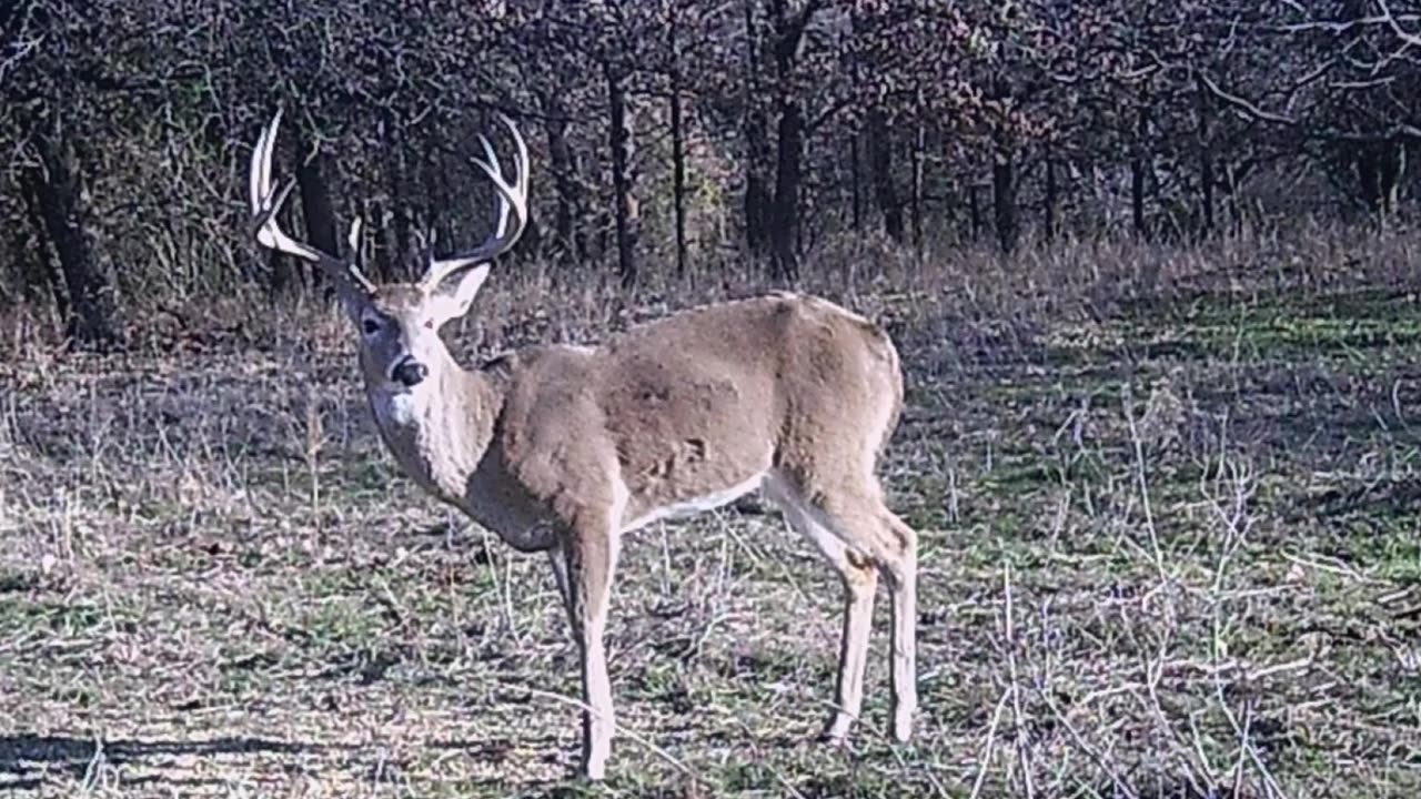 3627 acres The Craft Ranch (2400 acres under high fence) For Sale, Duncan OK Game pictures
