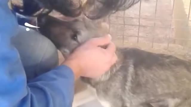 Dog Cries Every Time He's Touched — Until He Meets This Woman | The Dodo