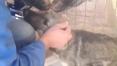 Dog Cries Every Time He's Touched — Until He Meets This Woman | The Dodo