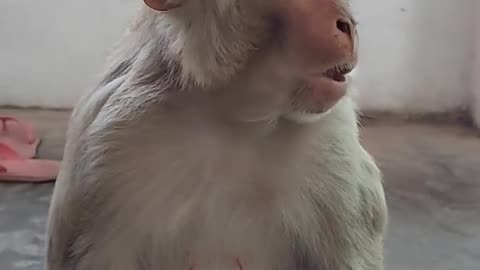 Monkey funny voice