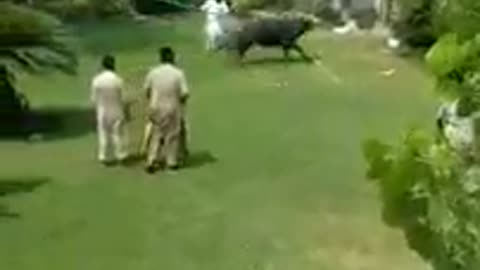 angry buffalo run away