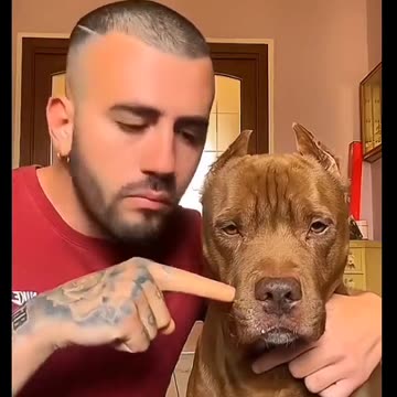 Pitbull vs Chihuahua
