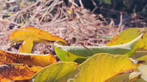 yellow fallen leaves