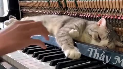 News Break: Kitty Piano