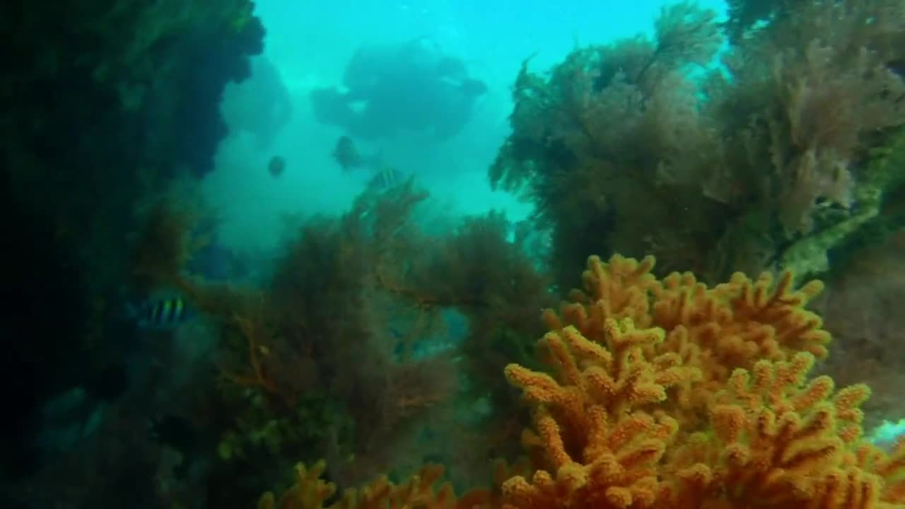 the underwater beauty of Indonesia