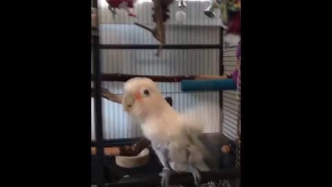 CuteParrotsVideosCompilationcutemomentoftheanimalsSooCute1p5