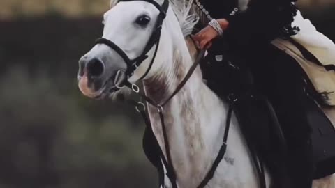 horse video