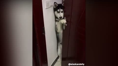 This husky knows how to open door