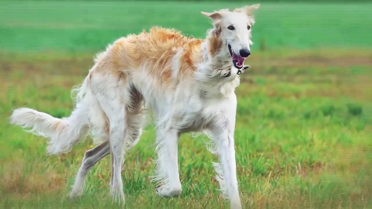 These dogs can Run faster than usian bolt