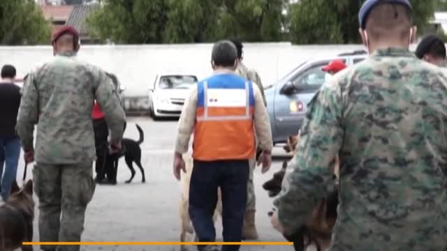 Dogs in Ecuador are trained to sniff out COVID