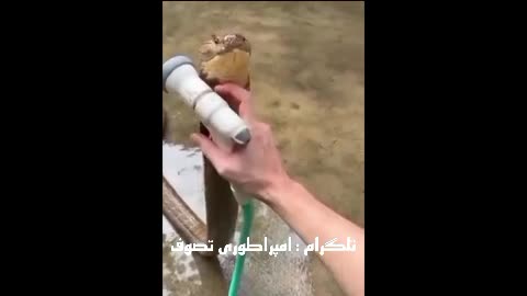 مار کبری حیوون خونگی 😮