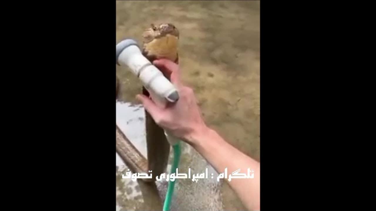 مار کبری حیوون خونگی 😮