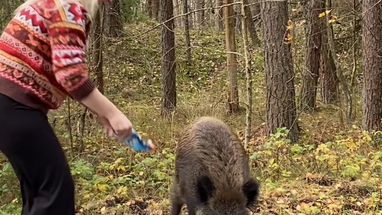 Boar Demands Treats