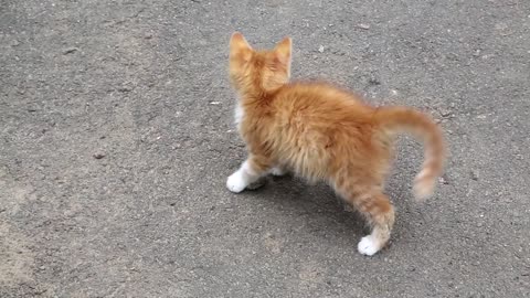 Little kitten playing with a stone