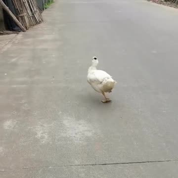 Dancing Duck
