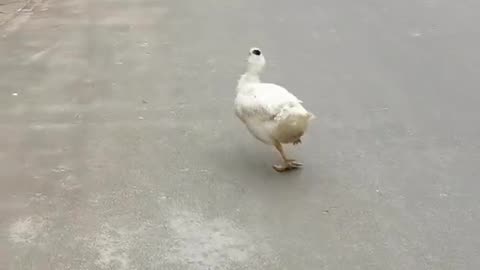 Dancing Duck