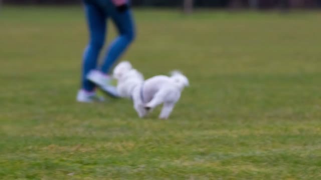 Distracted puppy on green empty field