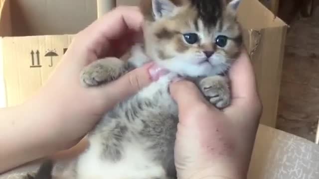 lovely cat