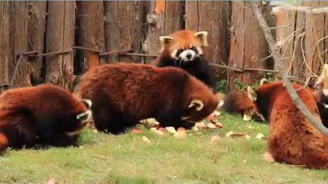 Feast on the red panda