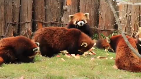 Feast on the red panda