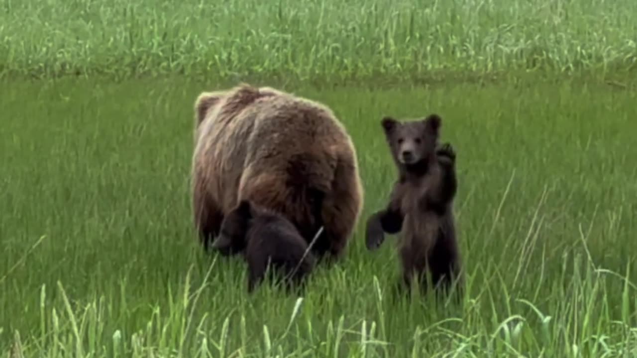 Viral animal videos so sweet animals photography amazing animals videos