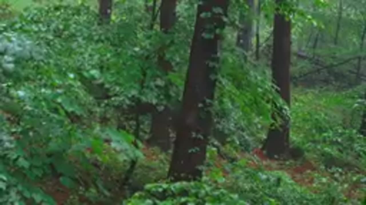 Solo Camping In Heavy Rain Forest