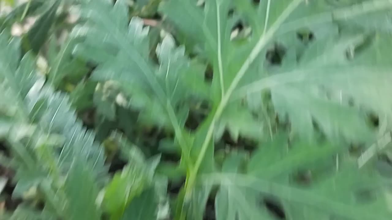Natural beauty of Pakistan