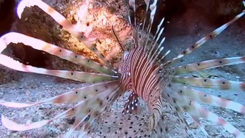 Red lionfish