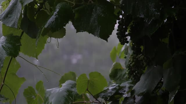 Rain Sounds for Sleep