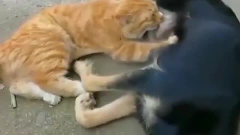 So funny moments cat and dog 🐶🐕