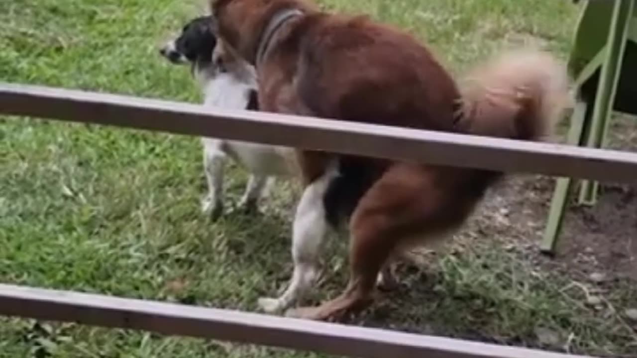 Dog Mating. Disturbance Not Acceptable. #Short #Dog #Animals Lover