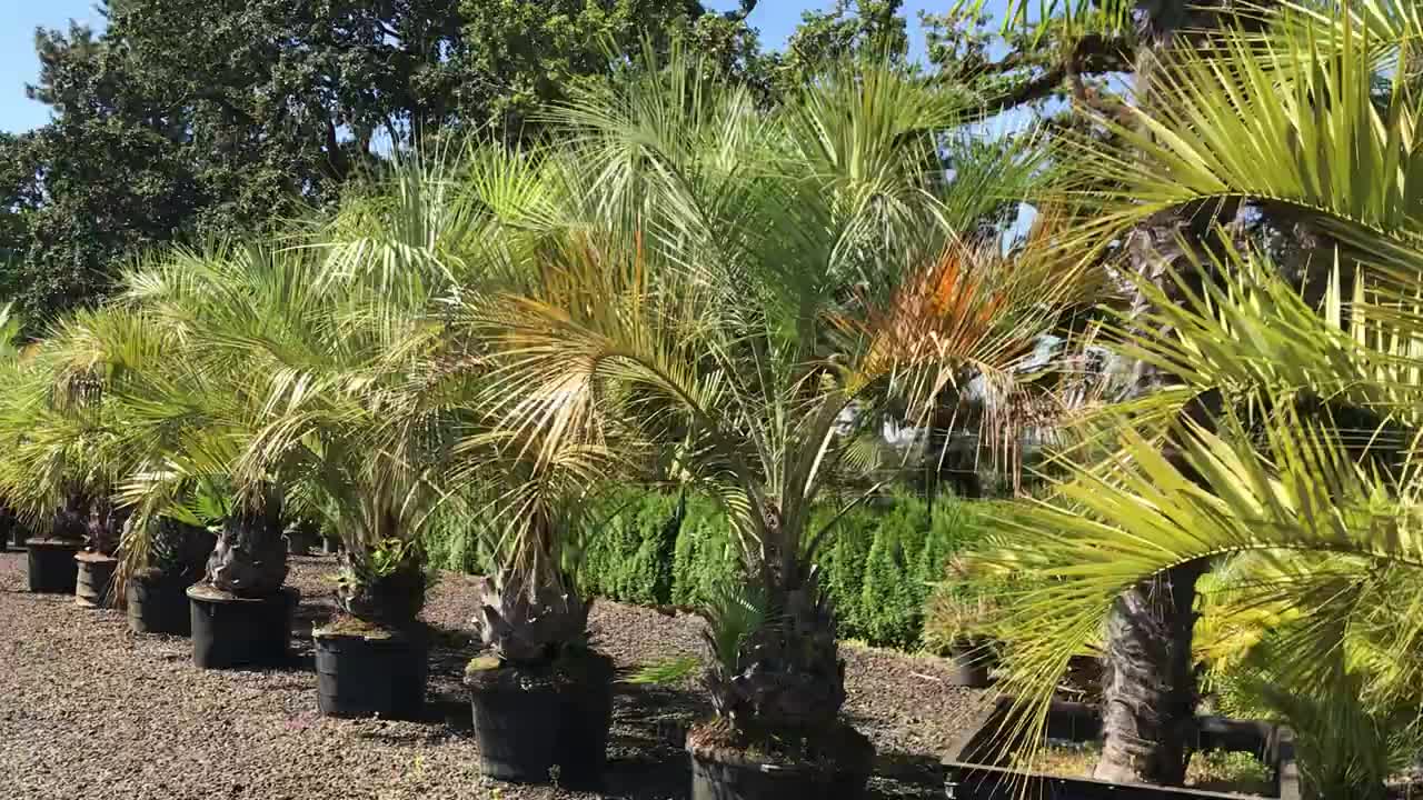 Butia row