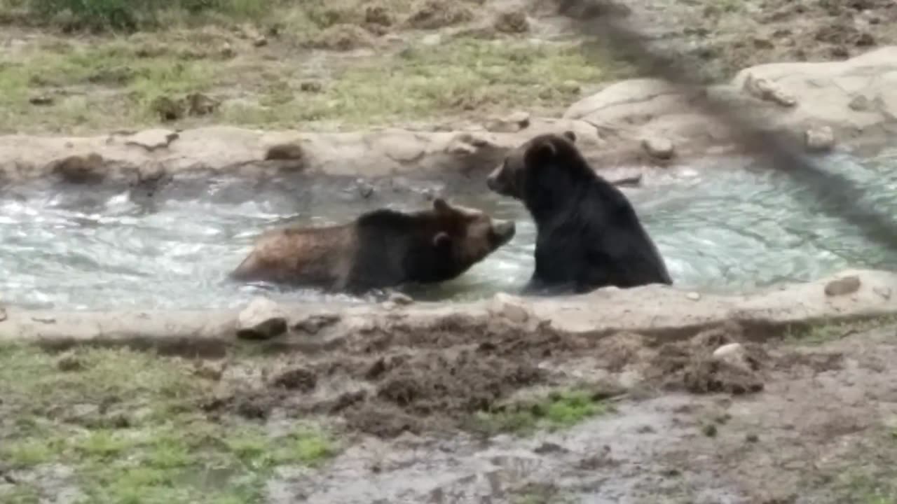 Bears Playing in Water at Louisville Zoo in Kentucky