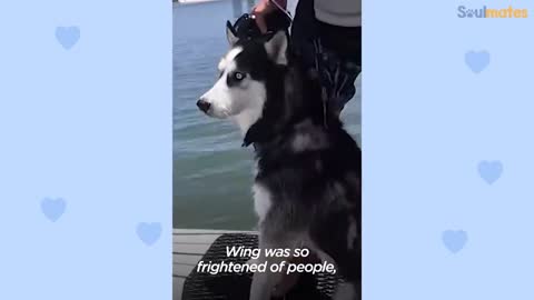 Drowning Dog Saved With Hydrofoil | The Dodo Soulmates