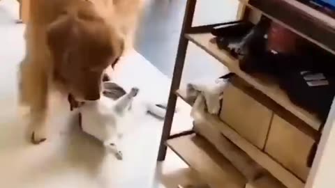 Funny videos#