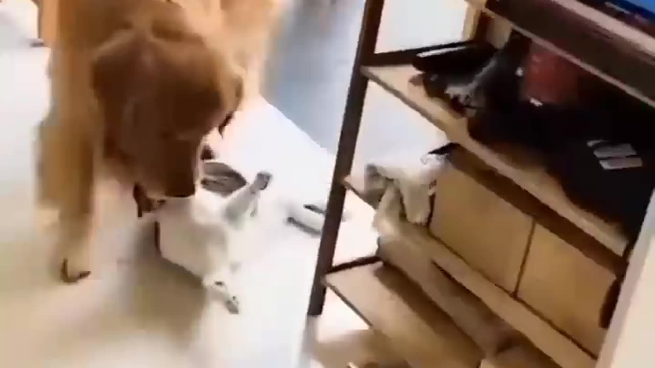 Funny videos#