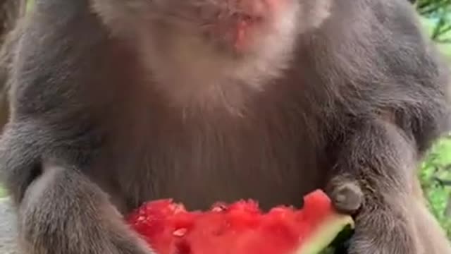 Monkey and watermelon