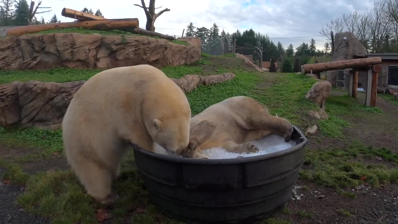 Happy Bearthday to Polar Bear Sisters Nora And Amelia Gray!