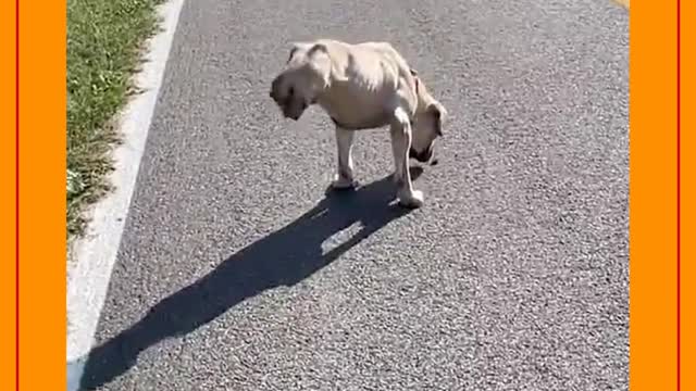 Cachorro sem as patas traseiras