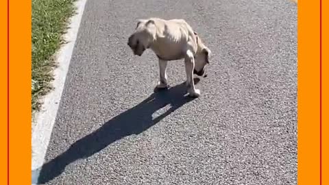 Cachorro sem as patas traseiras
