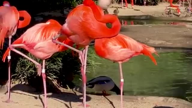 the birds funny
