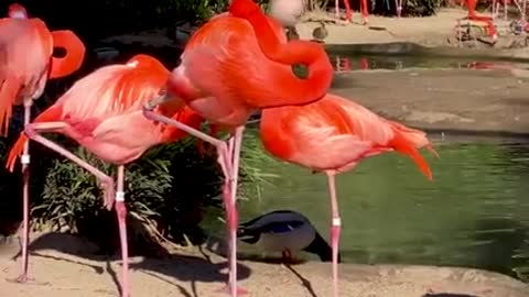 the birds funny