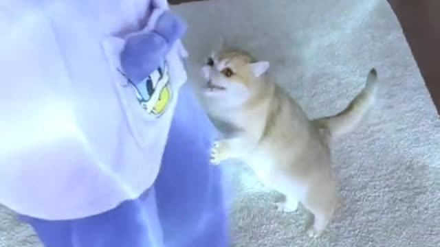 What's wrong with kitty Does anyone know