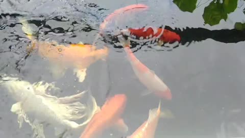 koi fish sa wala pa ang odette (1)