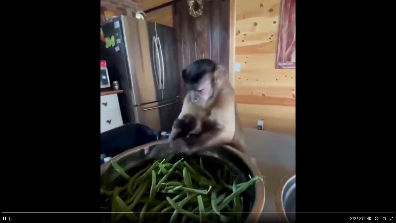 Quick Smile: His face when he snap it - look at this monkey