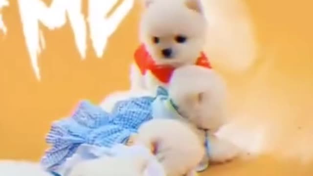 🤣 FUNNY DOGS 🐶 Pomeranian Puppies TOP SHORTS CUTEST SUPER PETS | WILL MAKE YOUR DAY SO MUCH BETTER