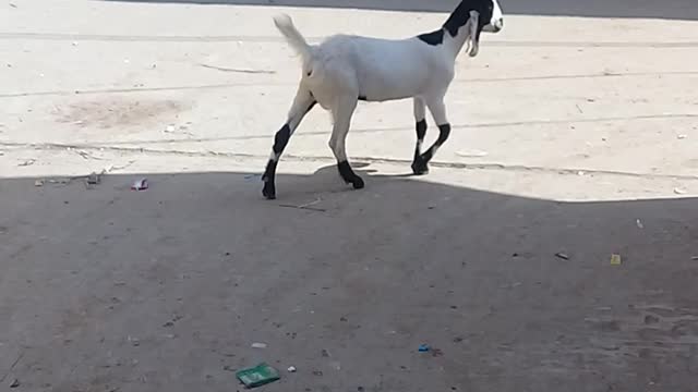 Animal funny video