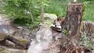 Tiger Crossing